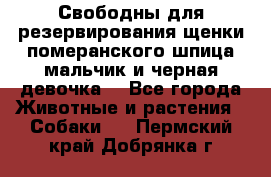 Свободны для резервирования щенки померанского шпица мальчик и черная девочка  - Все города Животные и растения » Собаки   . Пермский край,Добрянка г.